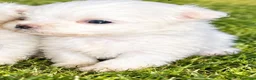 Bichón Maltés perros en venta: BICHÓN MALTES MACHITOS - Anuncio 3