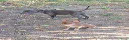 Staffordshire Bull Terrier perros en venta: Staffordshire bull terrier - Anuncio 8