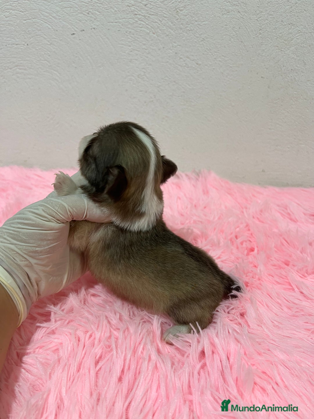 Chihuahua perros en venta: Chihuahua pelo largo  - Imagen 3