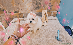 Bichón Maltés perros en venta:  bichón maltes   machito precioso  - Imagen 1