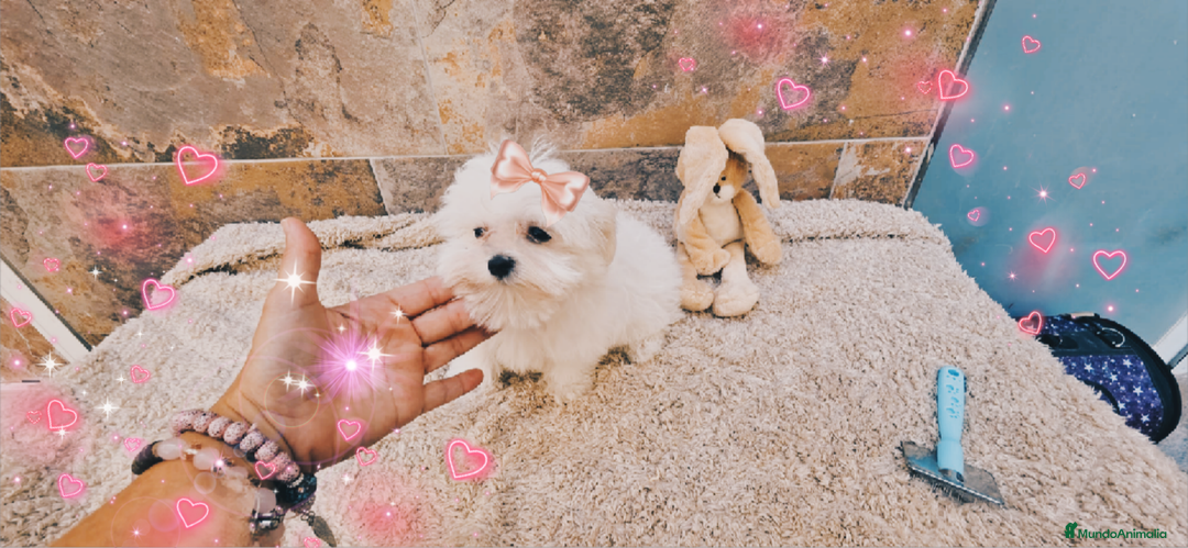 Bichón Maltés perros en venta:  bichón maltes   machito precioso  - Imagen 1