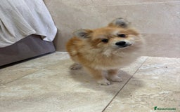 Pomerania perros en venta: OPORTUNIDAD Spitz pomerania  - Anuncio 2