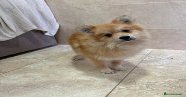 Pomerania perros OPORTUNIDAD Spitz pomerania  - Anuncio 5