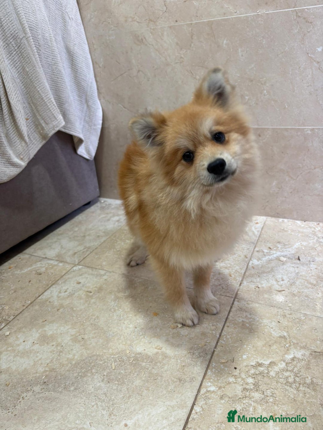 Pomerania perros en venta: OPORTUNIDAD Spitz pomerania  - Anuncio 2