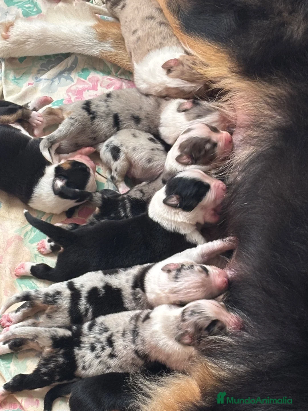 Pastor Australiano perros en venta: Pastor australiano camada - Anuncio 2
