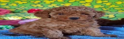 Caniche Toy perros en venta: Caniches toy: - Anuncio 1
