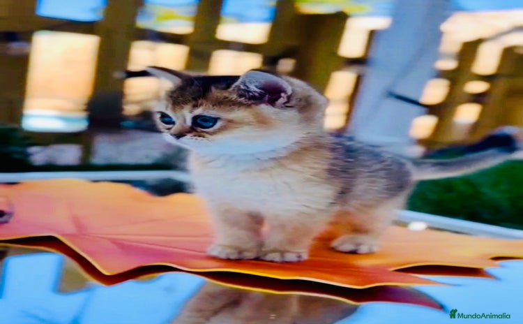 Británico de Pelo Corto gatos Británicos y Scottish Fold gatitos  - Anuncio 7