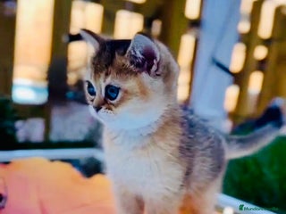 Británico de Pelo Corto gatos Británicos y Scottish Fold gatitos - Anuncio 8