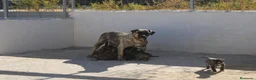 Presa Canario perros en venta: Camada presa canario pedigri FCI - Anuncio 8