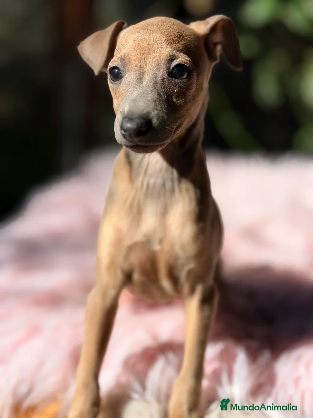 Pequeño Lebrel Italiano perros en venta: Piccolo Isabella  - Anuncio 3