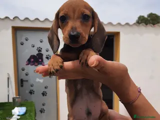 Teckel perros Teckel kanichen y mini - Anuncio 5