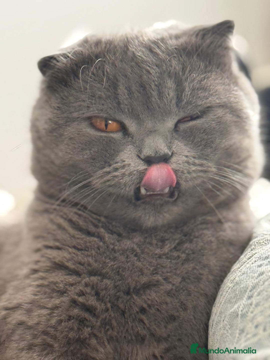 Scottish Fold gatos en venta: Scottish fold - Anuncio 4