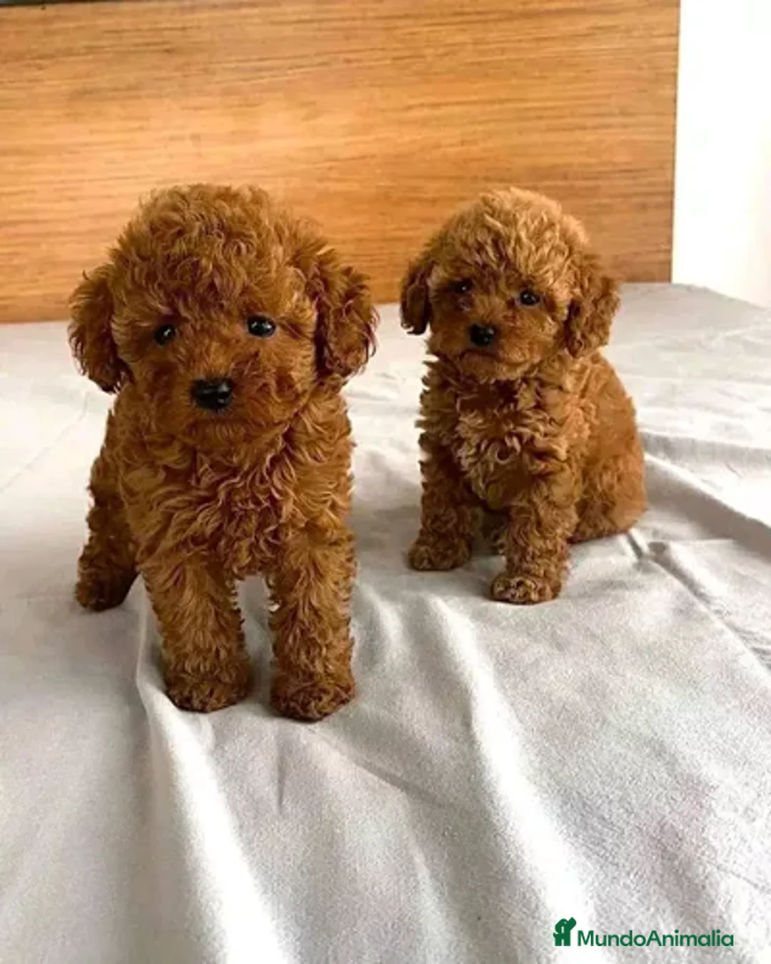 Caniche Toy perros en venta: caniche asiático toy rojo - Anuncio 2