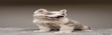 Cachorro 1