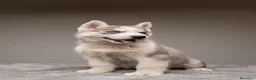 Husky Siberiano perros en venta: Cachorros HUSKY SIBERIANO - Anuncio 6