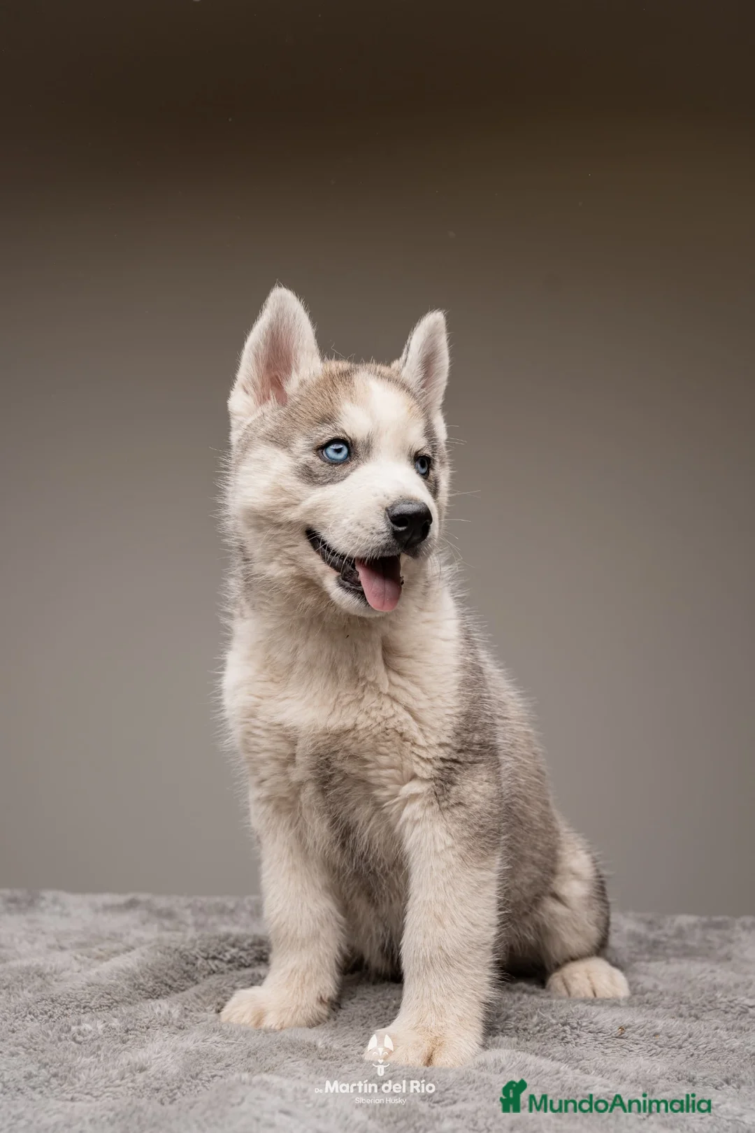 Husky Siberiano perros en venta: Cachorros HUSKY SIBERIANO - Anuncio 6
