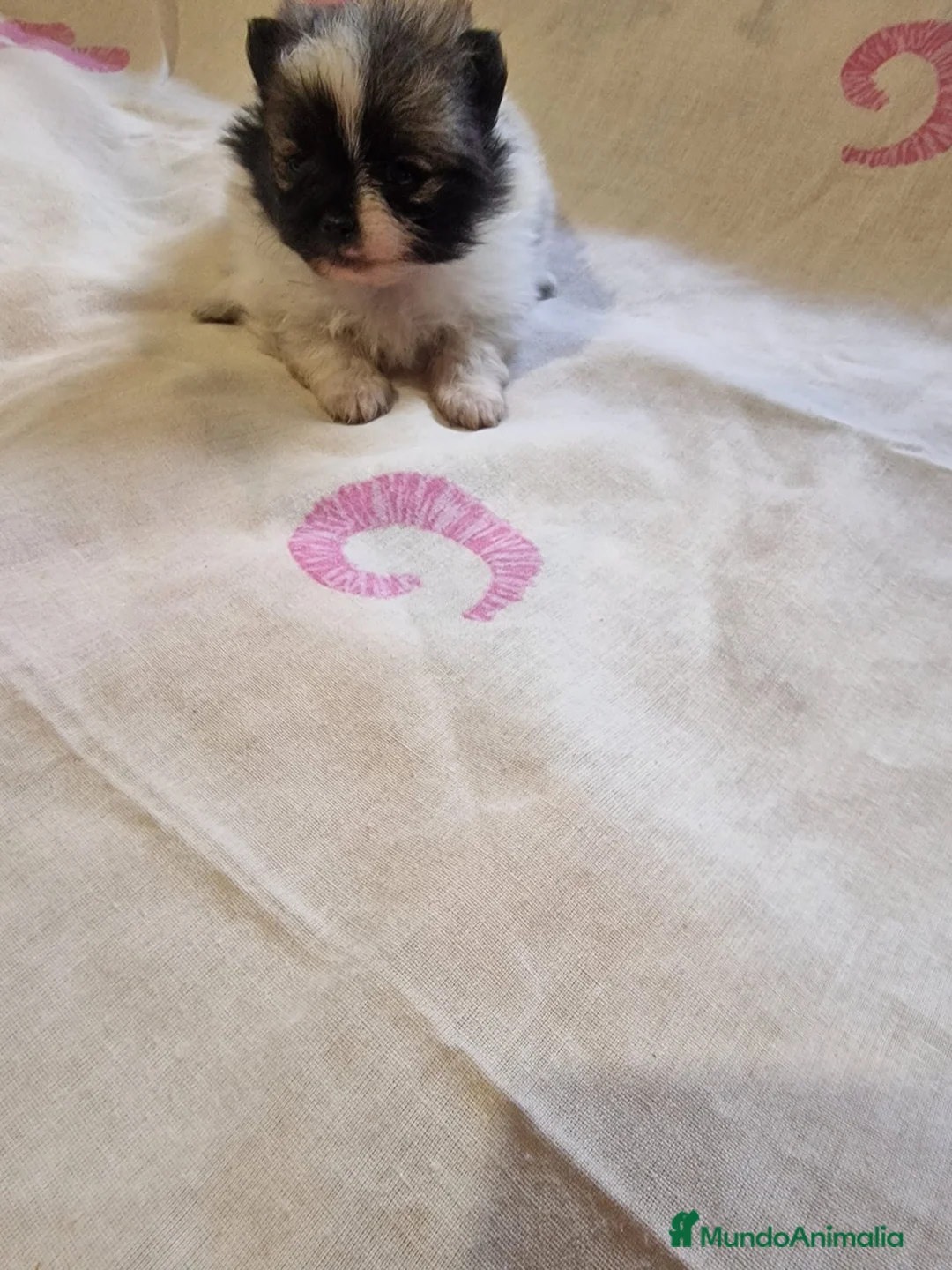 Pomerania perros en venta: Pomerania en Murcia - Anuncio 2