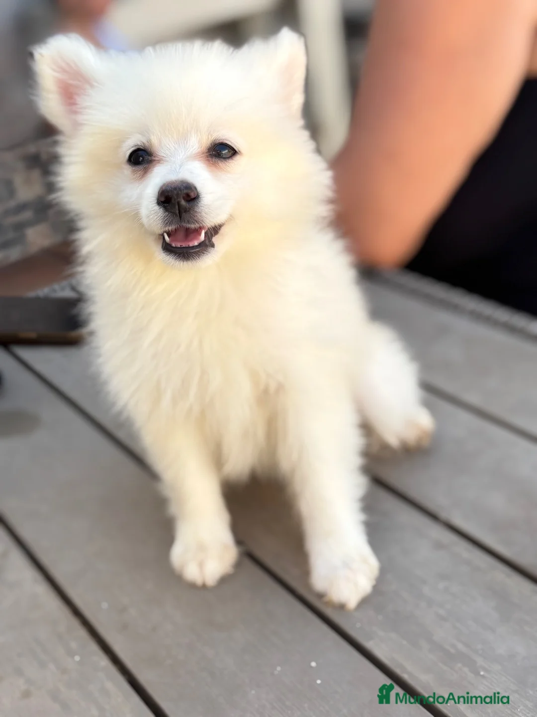 Pomerania perros en venta: Pomerania hembra - Anuncio 1
