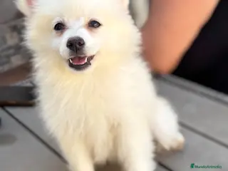 Pomerania perros Pomerania hembra - Anuncio 2
