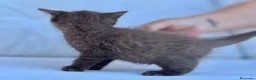 Británico de Pelo Corto gatos en venta: BRITISH SHORTHAIR CHOCOLATE - Anuncio 4