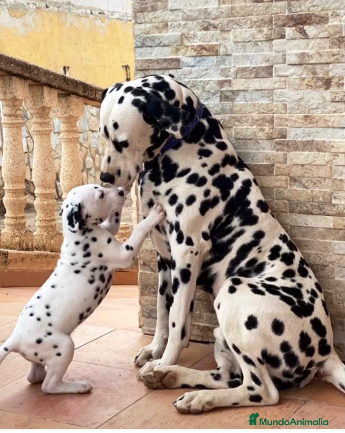 Dálmata perros Dálmatas de gran calidad  - Anuncio 1