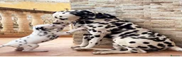 Dálmata perros en venta: Dálmatas de gran calidad  - Anuncio 1