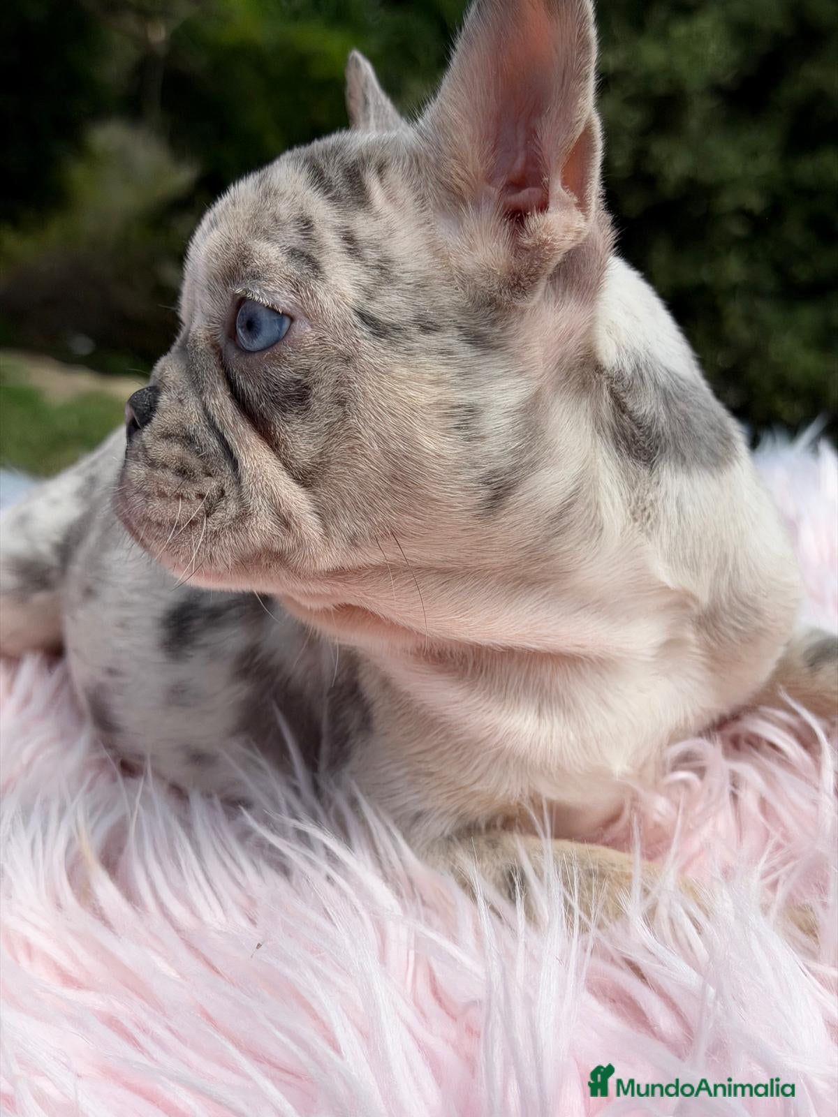 Bulldog Francés perros BULLDOG FRANCÉS MERLÉ HEMBRA - Anuncio 2
