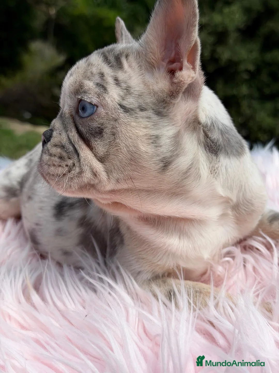 Bulldog Francés perros en venta: BULLDOG FRANCÉS MERLÉ HEMBRA - Anuncio 1