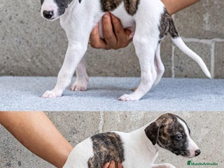 Whippet perros en Ciudad Real - Anuncio 2