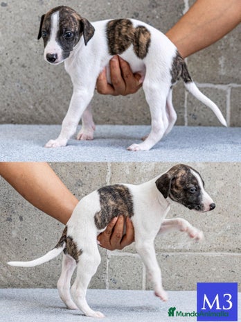 Whippet perros en Ciudad Real - Anuncio 2
