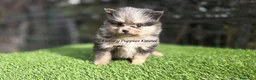 Pomerania perros en venta: Pomerania tricolor merle  - Anuncio 1