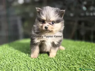 Pomerania perros Pomerania tricolor merle - Anuncio 2