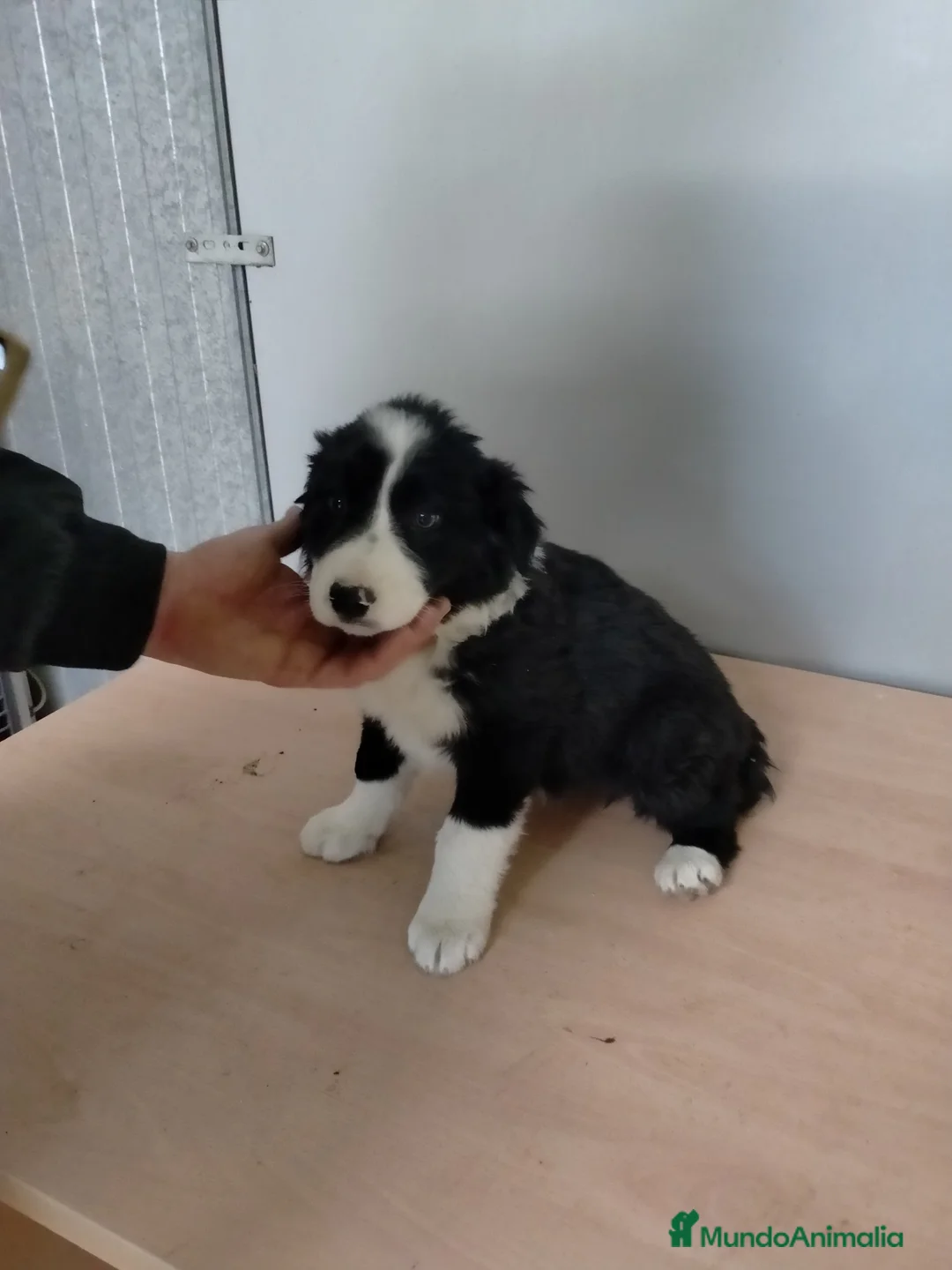 Border Collie perros en venta: Cachorritas de border collie  - Anuncio 1