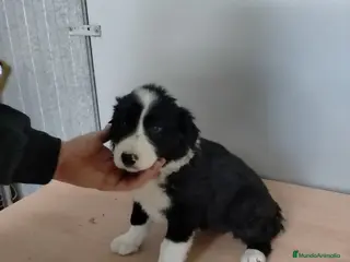 Border Collie perros Cachorritas de border collie - Anuncio 1