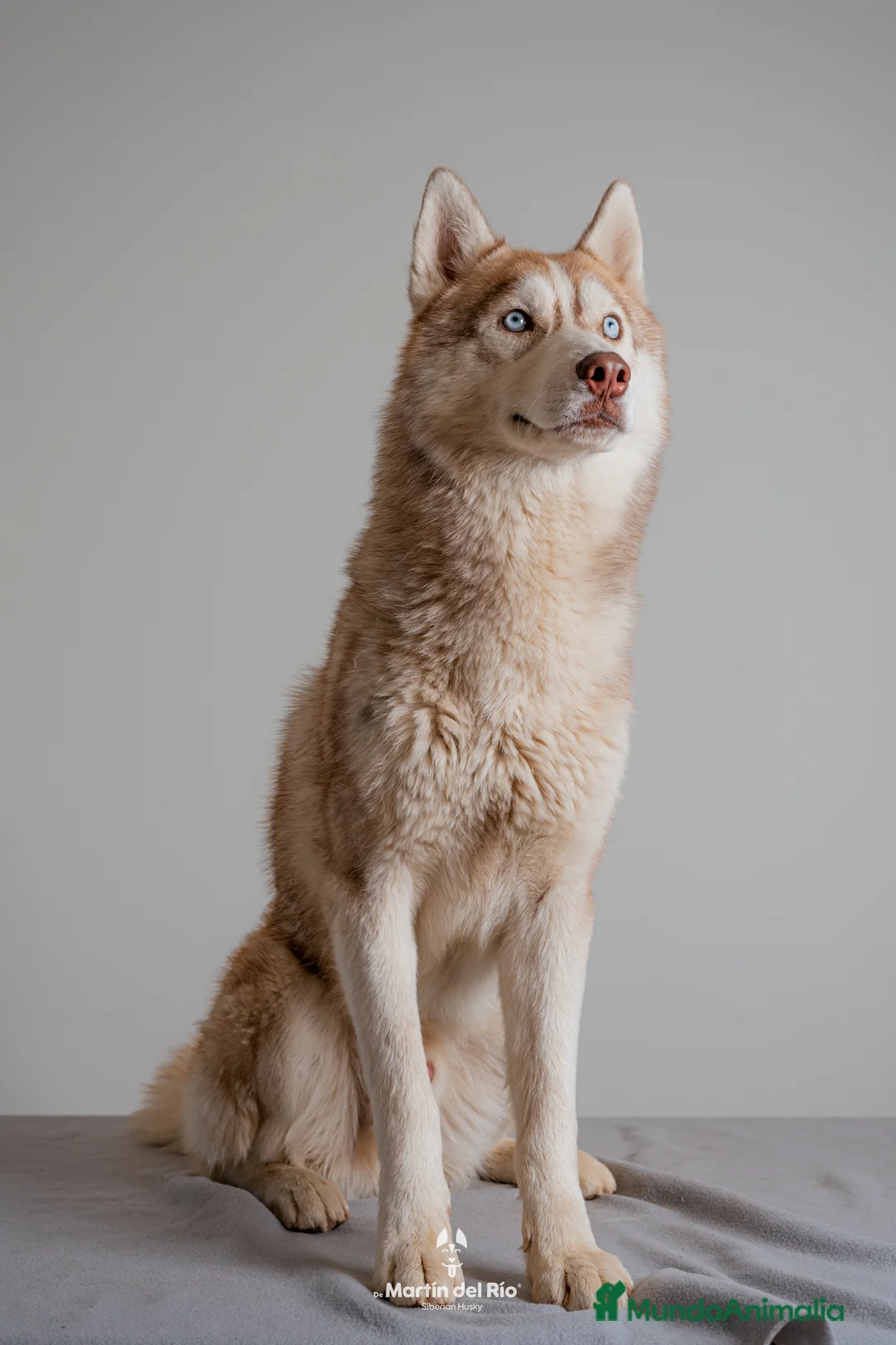 Husky Siberiano perros en venta: CACHORROS Siberian Husky Agouti. - Anuncio 1