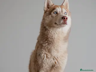 Husky Siberiano perros CACHORROS Siberian Husky Agouti. - Anuncio 2