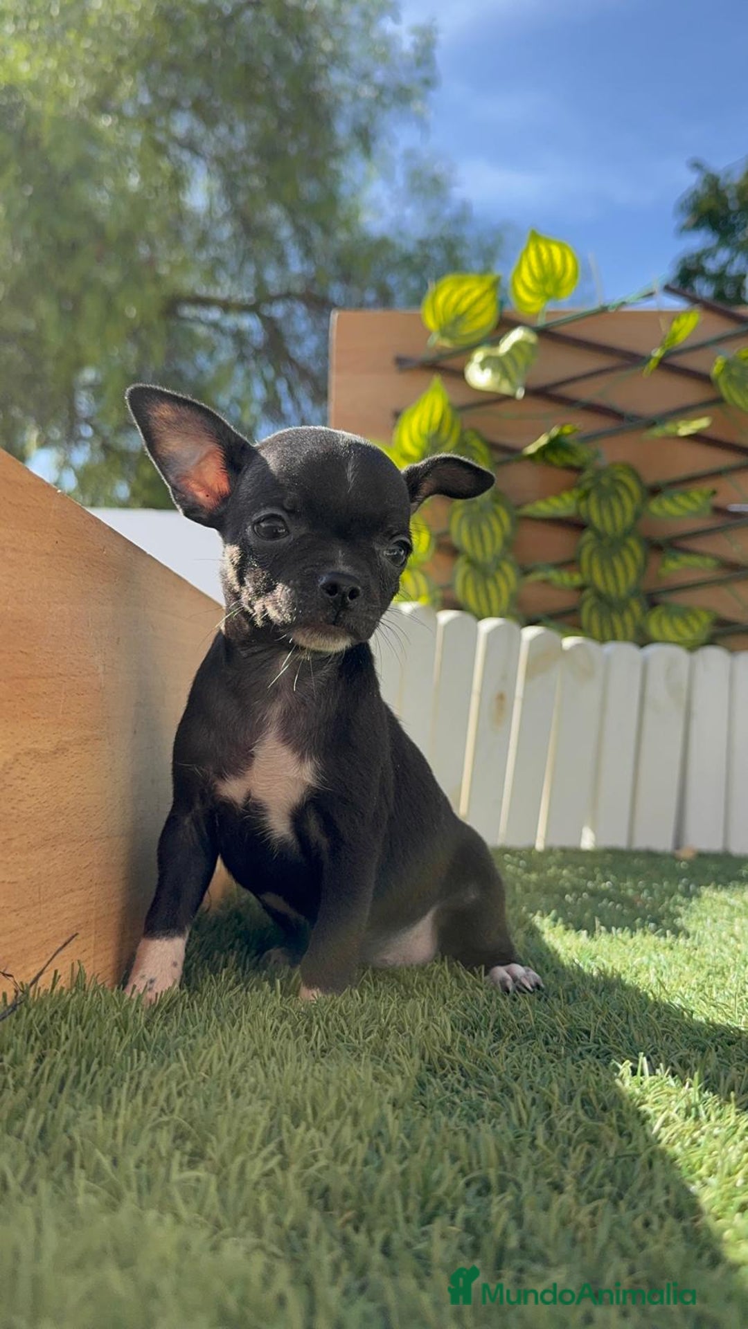 Chihuahua perros en venta: CHIHUAHUA HEMBRA - Imagen 19