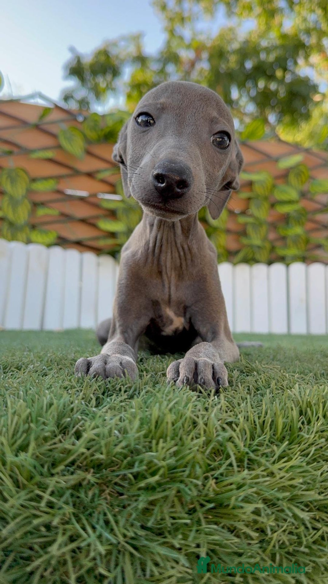 Pequeño Lebrel Italiano perros en venta: PICCOLO BLUE - Imagen 7