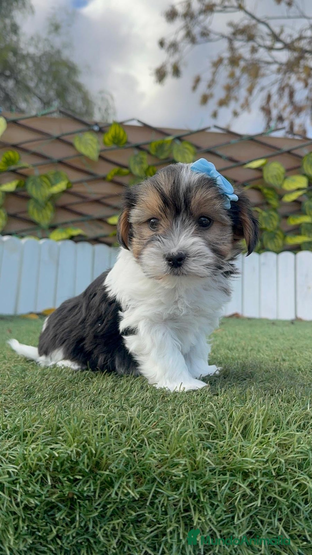 Yorkshire Terrier perros en venta: YORKSHIRE BIEWER - Anuncio 1