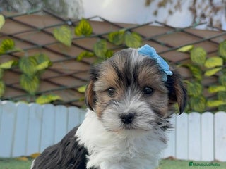 Yorkshire Terrier perros YORKSHIRE BIEWER - Anuncio 3