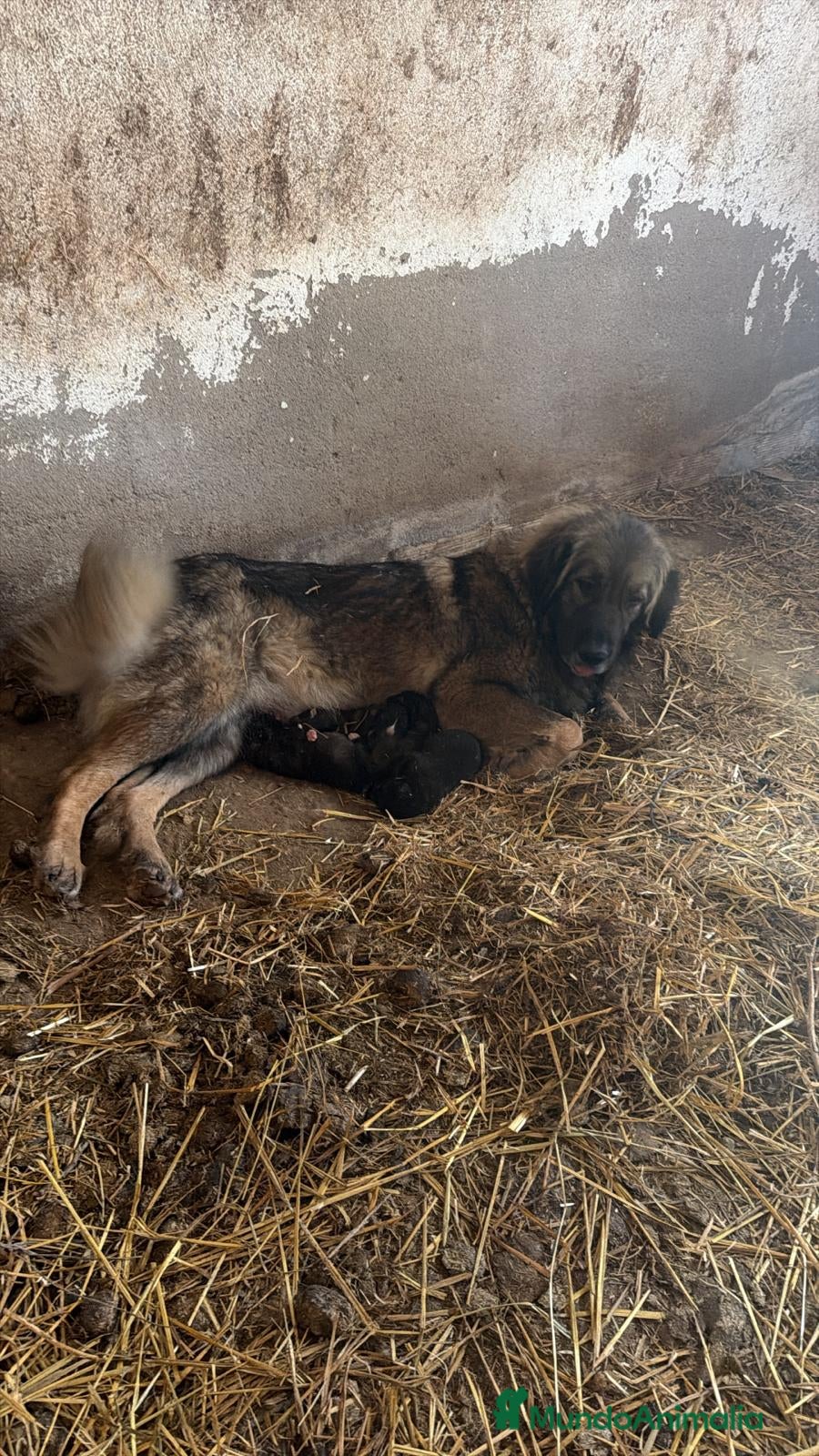 Pastor del Cáucaso perros Pastor del caucásico  - Anuncio 1
