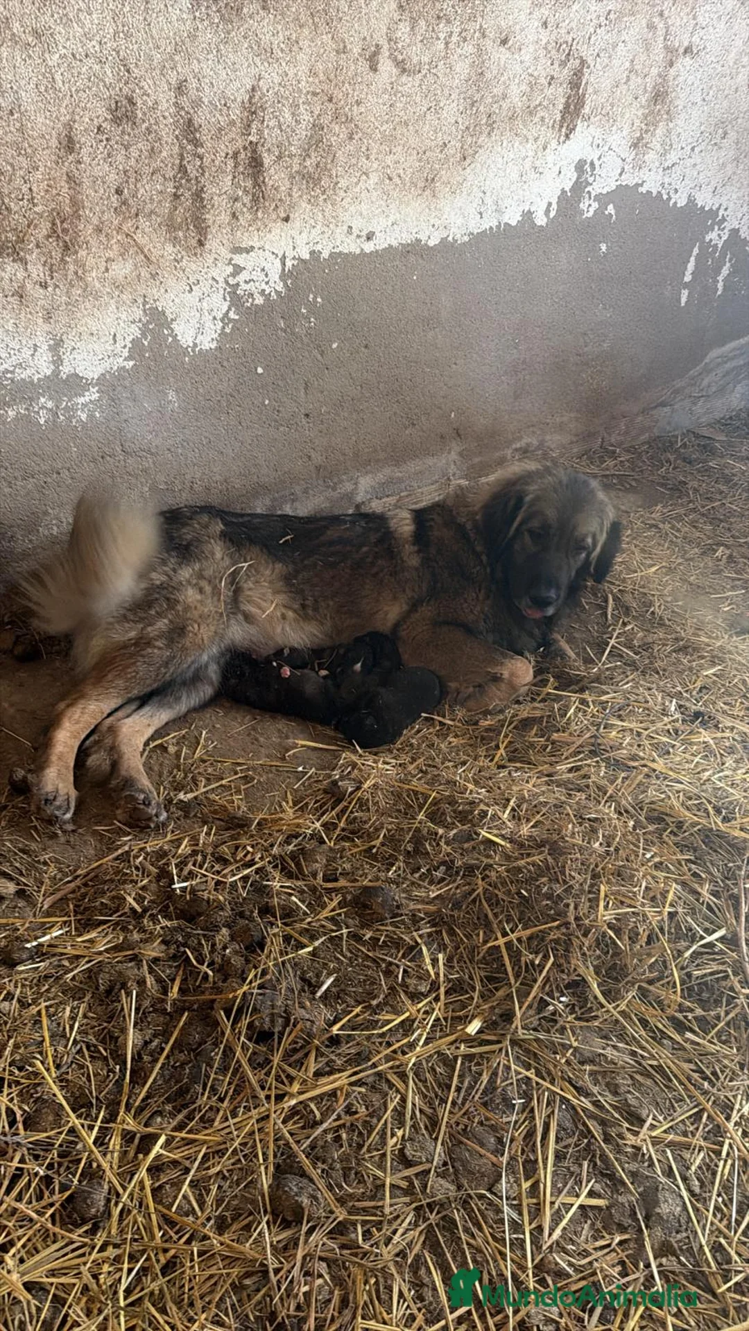 Pastor del Cáucaso perros en venta: Pastor del caucásico  - Anuncio 1