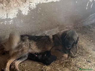 Pastor del Cáucaso perros Pastor del caucásico - Anuncio 1