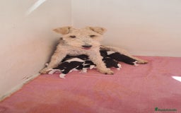 Fox Terrier de Pelo Duro perros en venta: Bebes Foxterrier  - Imagen 2