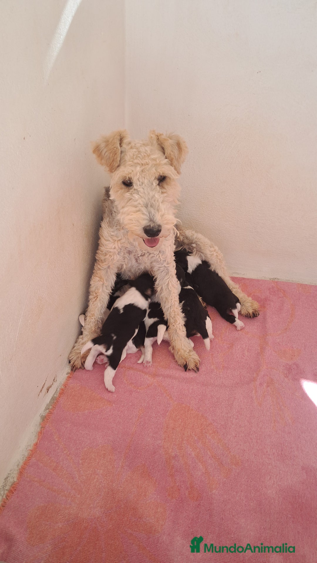 Fox Terrier de Pelo Duro perros en venta: Bebes Foxterrier  - Imagen 2