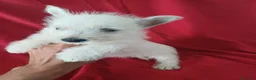 West Highland White Terrier perros en venta: Westy  - Anuncio 2
