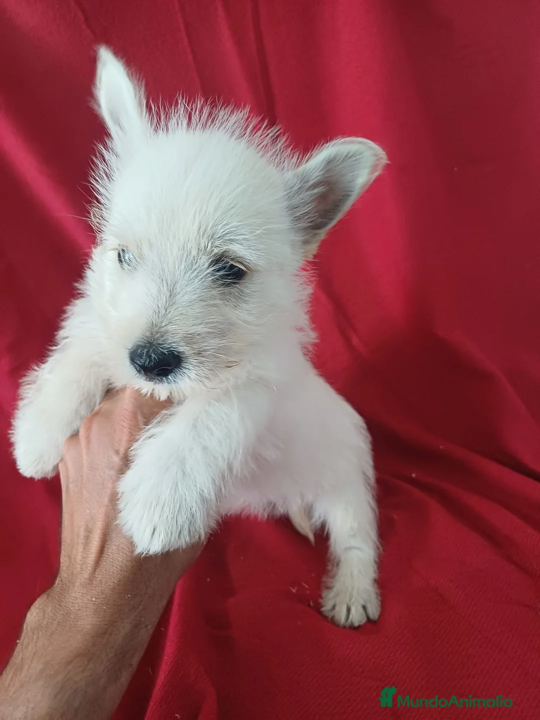 West Highland White Terrier perros en venta: Westy  - Anuncio 2