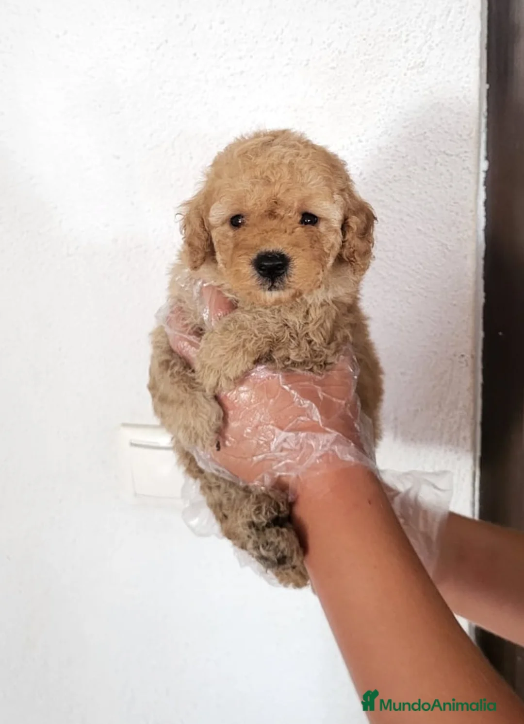 Caniche Enano perros en venta: Caniches cachorritos preciosos en Barcelona - Anuncio 4