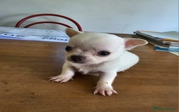 Chihuahua perros en venta: Chihuahuas mini - Imagen 1