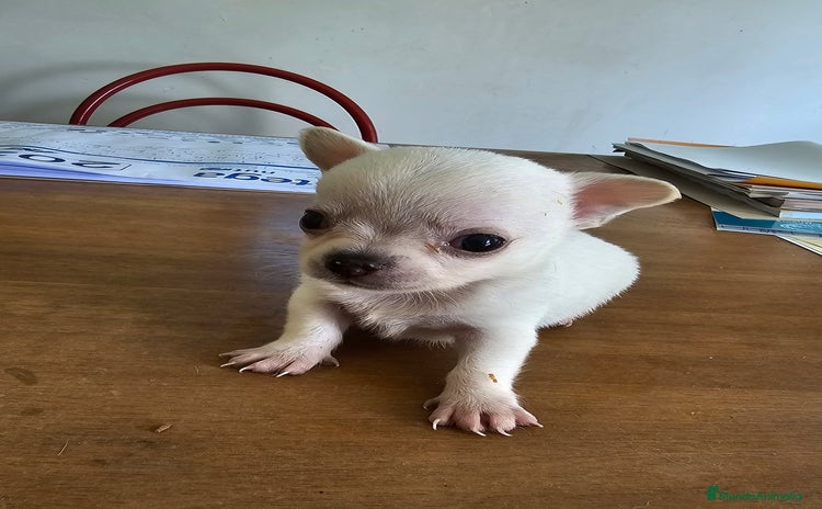 Chihuahua perros - Anuncio 13